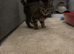 9 week old kitten
