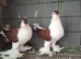 Lahore adult pair