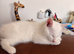 Beautiful white kitten
