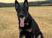 Working Line German Shepherd