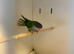 Hen Sierra Parakeet