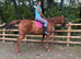 Beautiful 16.1 13yr old chestnut mare