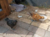 Chickens, chicks and runner ducks