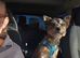 Ralph 1.5 years old border terrier