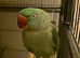 Alexandrine parrot female