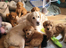 Goldendoodle girl F1, beautiful ready now