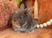 Mini lop babies