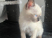 Siamese cross mainecoon kittens