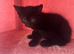 Female kittens