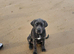 Female cane corso