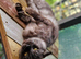 Active Tica registered black smoke male mainecoon
