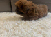 Kc registered shih tzu puppy