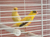 Canaries