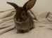 Beautiful litter Available for their Forever Homes