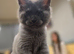 Purebred Maine Coon Kittens with Pedigree
