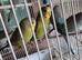 Beautiful baby budgies