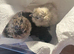 Silkie chicks