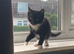 Kittens for sale