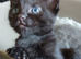 Black fluffy Tortoise shell female kitten