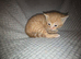 5 beautiful kittens