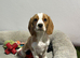 Male tan & white beagle