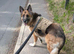 Georgie the Shepherd