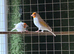 Siberian goldfinch