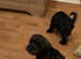 Beautiful Schoodles Pups