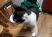 One year old black and white boy cat