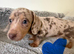 Stunning mixed litter miniature Dachshunds