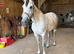 16hh 9yr old Allrounder