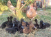 Cayuga Duck & Cherry Valley Duck Hatching Eggs