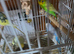 Budgies mixed
