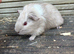 4 baby guinea pig girls ready now