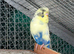 Adult male budgie