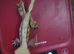 crested geckos reduced