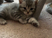 Scottish fold/BSH kittens