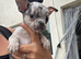 Chihuahua x