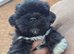 Fabulous Black Lhasa Apso Puppy Kc Registered & PRA clear