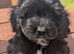 Quality DNA Clear Cavapoo puppies from Licensed Breeder