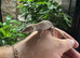 Orange Stripe Gargoyle Geckos