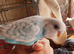 Budgies for sale