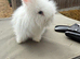 Angora bunnies