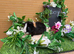 Baby teddy guineapigs AVAILABLE