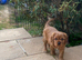 Ruby male cavalier King Charles spaniel