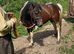 Lovely mare and filly foal for sale