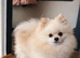 Proven Pomeranian Stud | Imported from Poland
