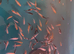 Koi fry 1-6 inch