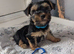 Yorkshire terrier puppies