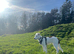 Border Collie needs a new home
